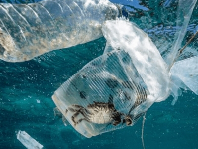 海洋塑膠污染，會對人體產生哪些危害？