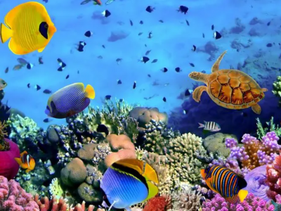 海洋回收塑料的定義和分類是什么？